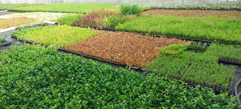 Imaxe establecemento 