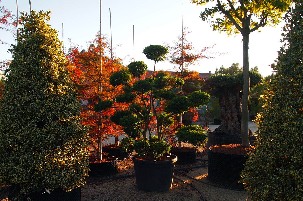 Imaxe establecemento