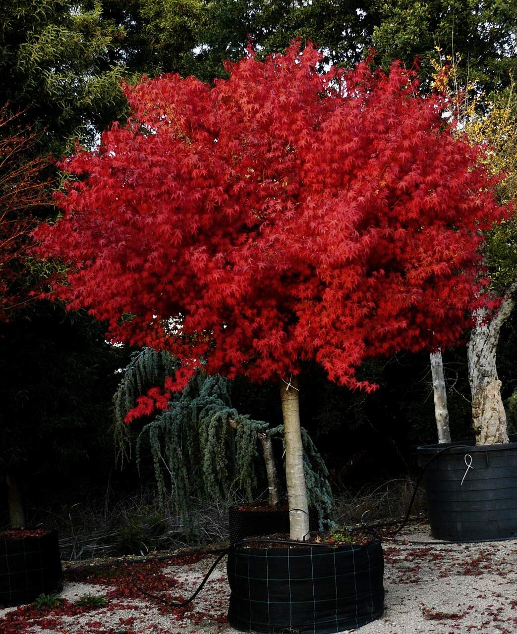 Imaxe establecemento 