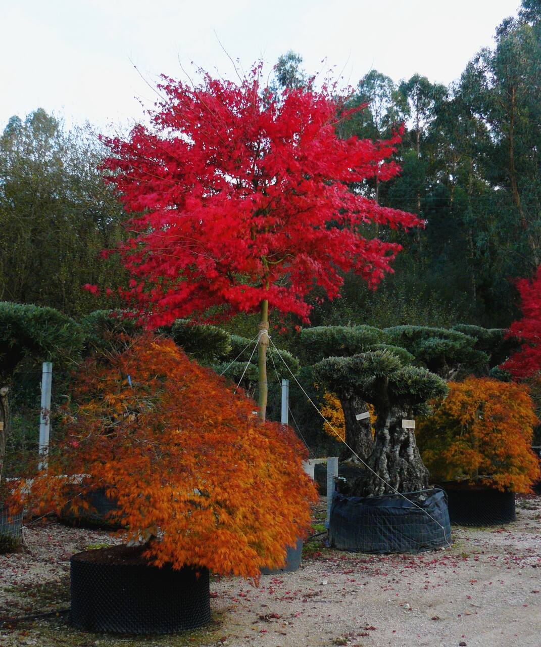 Imaxe establecemento 