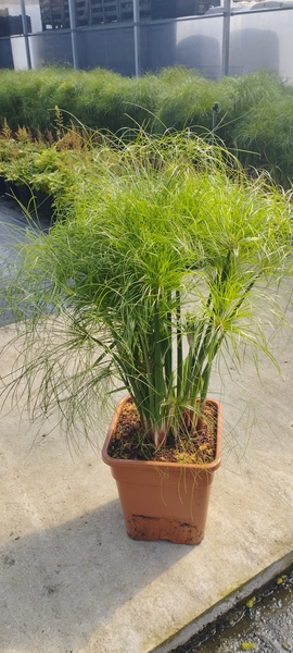 Imaxe establecemento 