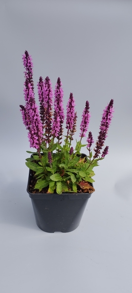 Imaxe establecemento 