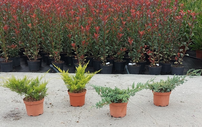 Imaxe establecemento