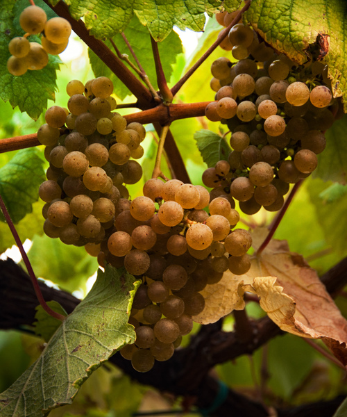 Imaxe establecemento 