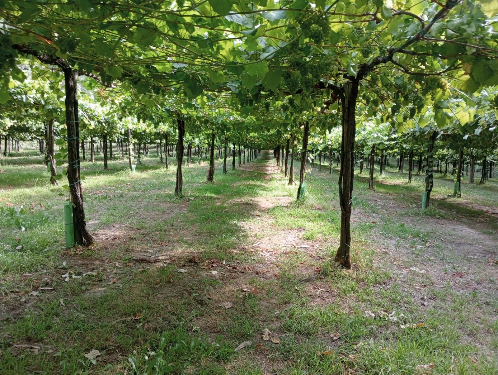 Imaxe establecemento