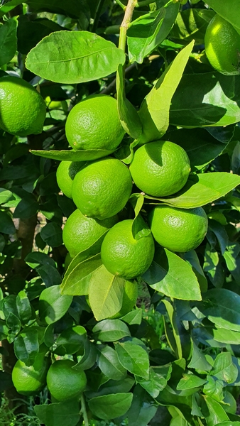 Imaxe establecemento