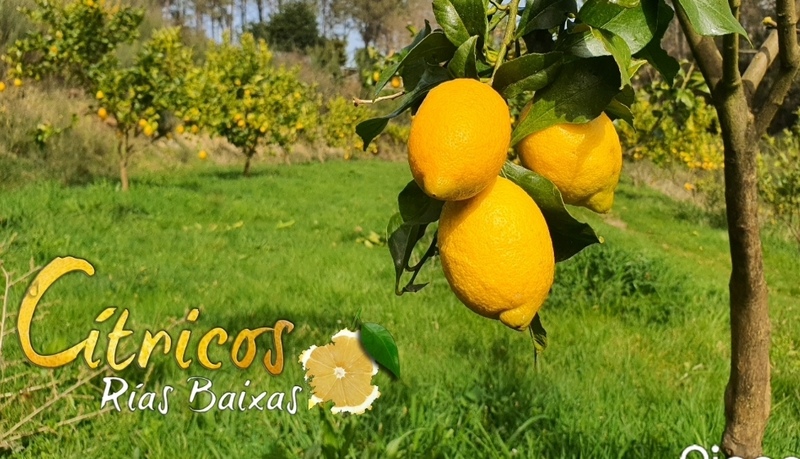 Imaxe establecemento 